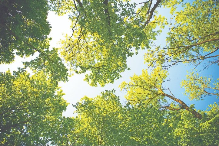 The Arbor Day Foundation has named Katy a 2021 Tree City USA in honoring the city’s commitment to effective urban forest management.